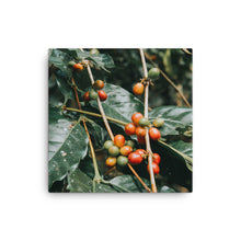 Load image into Gallery viewer, coffee canvas