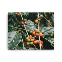 Load image into Gallery viewer, Coffee Canvas | Fresh Arabica Beans