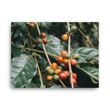 Load image into Gallery viewer, Coffee Canvas | Fresh Arabica Beans