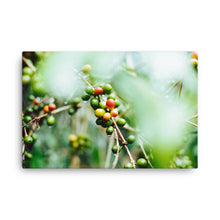 Load image into Gallery viewer, Coffee Canvas | Fresh Coffee Bean &amp; Rain
