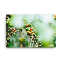 Load image into Gallery viewer, Coffee Canvas | Fresh Coffee Bean & Rain