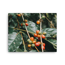 Load image into Gallery viewer, Coffee Canvas | Fresh Arabica Beans
